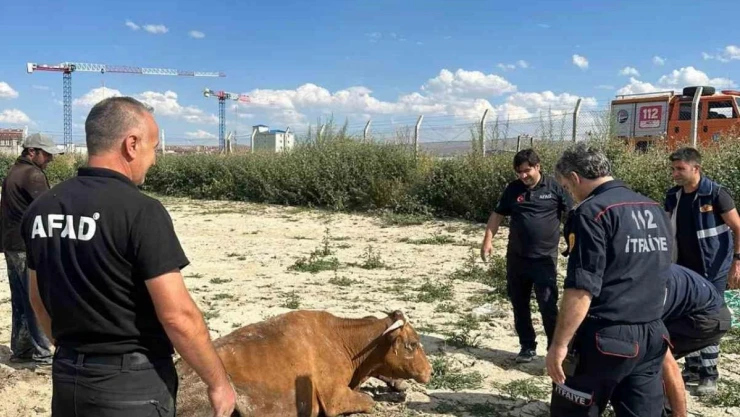 Kars'ta su göletine düşen büyükbaş hayvan kurtarıldı