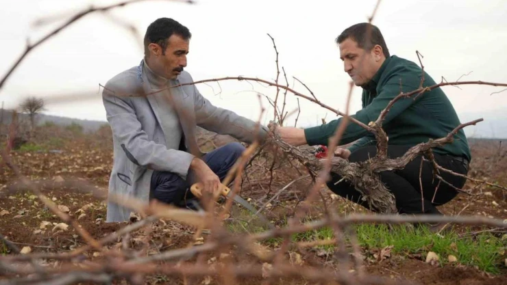 Kilis horozkarası üzümünde budama mesaisi başladı