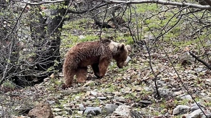 Kış uykusundan uyanan bozayı görüntülendi