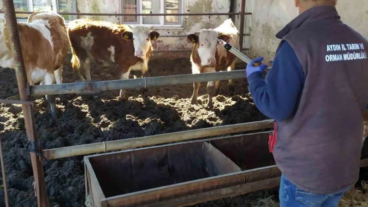 Koçarlı İlçe Tarım'dan üreticilere 'aşı' çağrısı
