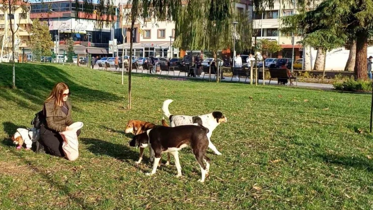Köpeğine yaptığı doğum gününde hediye gelen mamaları sokak hayvanlarına dağıttı