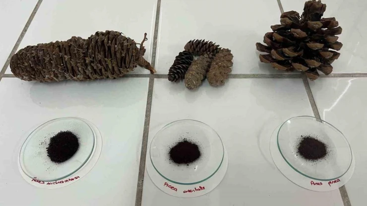 Kozalaklar katma değeri yüksek ürünlere dönüşecek