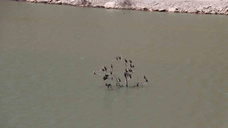 Kuruyan ağaç karabatak kuşlarına sığınak oldu