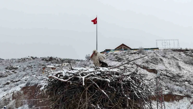 Leyleklere kar sürprizi