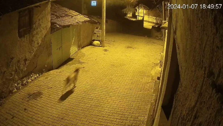 Mahalleye gelen kurdu sokak köpekleri böyle kovaladı