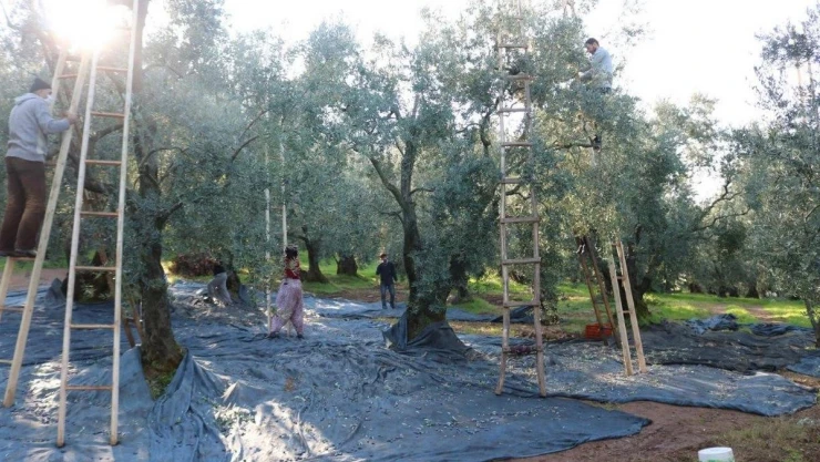 Marmarabirlik'ten 36 milyon TL'lik ödeme