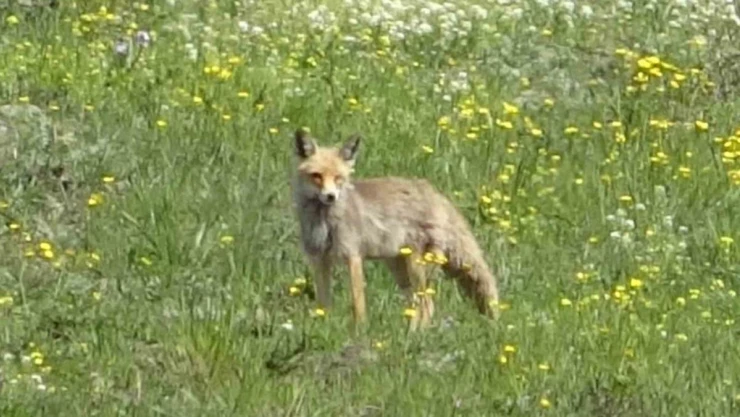 Merada yiyecek arayan kızıl tilki görüntülendi