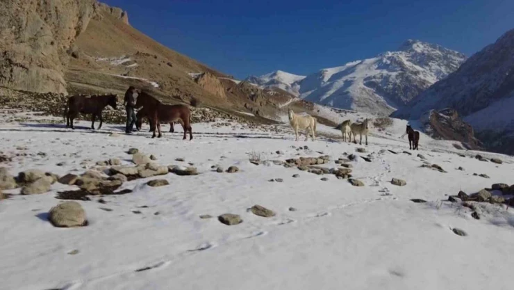 Munzur Dağlarının bir başka güzellikleri: 'Yılkı atları'