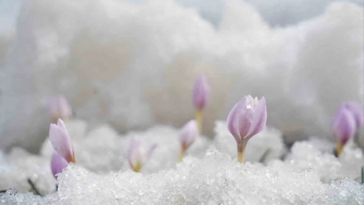 Muş Ovası'nda baharın müjdeleyicisi çiçekler açtı