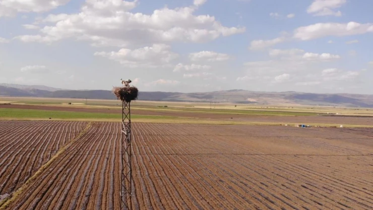 Muş Ovası'nda konaklayan leylekler büyük göçe hazırlanıyor