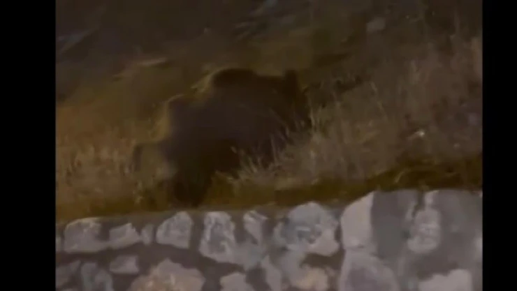 Muş'ta yaban domuzları şehir merkezine indi