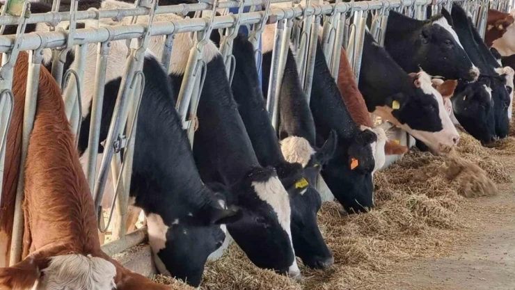 Niğde'de Verimli Hayvancılık Paneli düzenlenecek