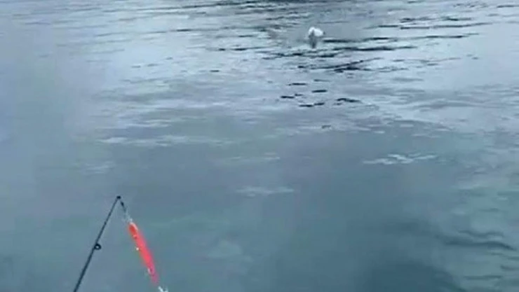 Oltaya balık yerine martı takıldı