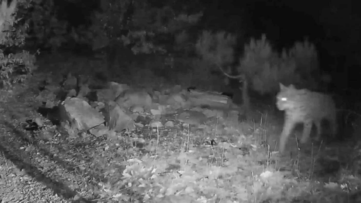 Ormanın hayaleti fotokapana yansıdı