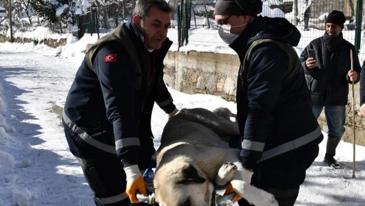 Osmangazi'de başıboş köpekler mercek altında