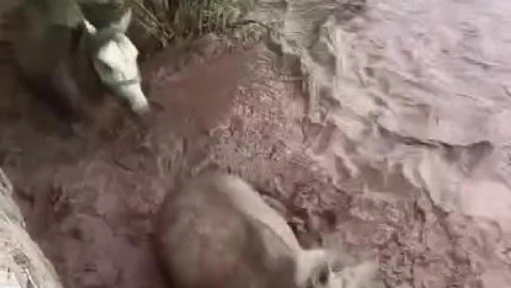 Pasinler'de dere taştı, 2 at mahsur kaldı