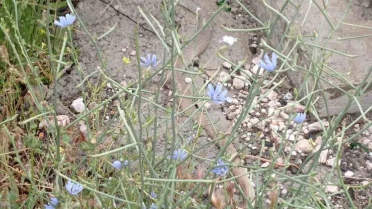 Polatlı'yı yılanlar bastı