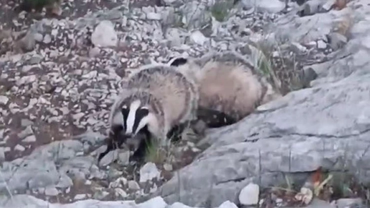 Porsuklar fotokapana takıldı