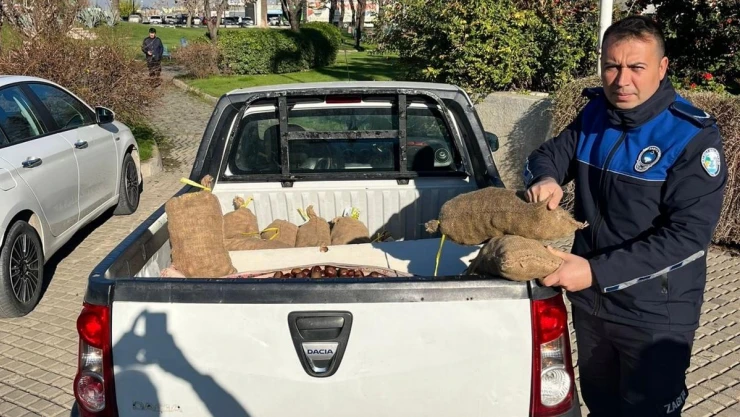 Salihli'de 250 kilogram Çin Kestanesi ele geçirildi