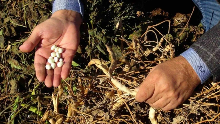 Şiddetli yağmur kuru fasulyeyi vurdu