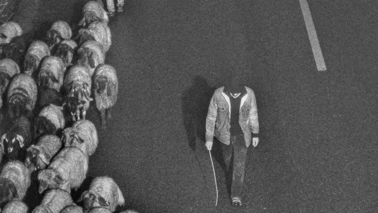 Siirt'te 330 küçükbaş hayvan hırsızlığında 2 tutuklama