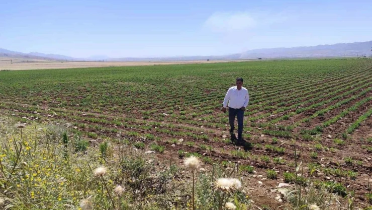 Silopi'ye bin kişiyi istihdam edecek Sera Organize Tarım Bölgesi kuruluyor