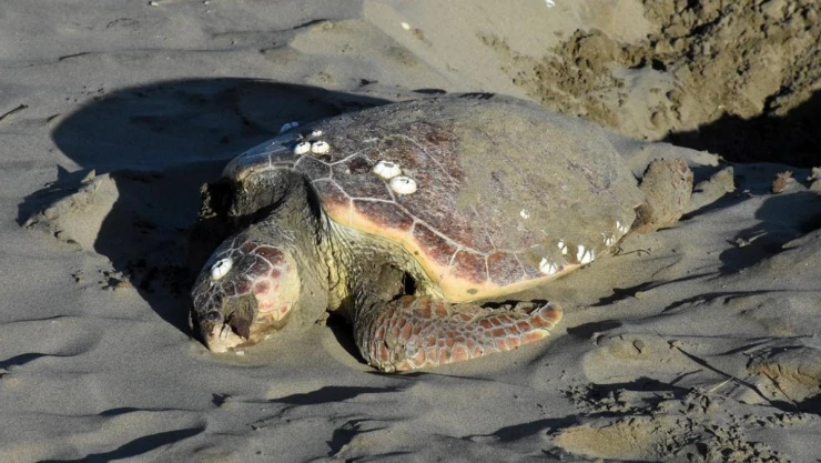 Sinop'ta nesli tükenmekte olan caretta caretta ölü halde bulundu