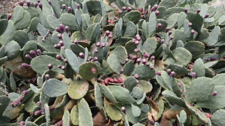 Sinop'un meşhur yer inciri şifa dağıtıyor