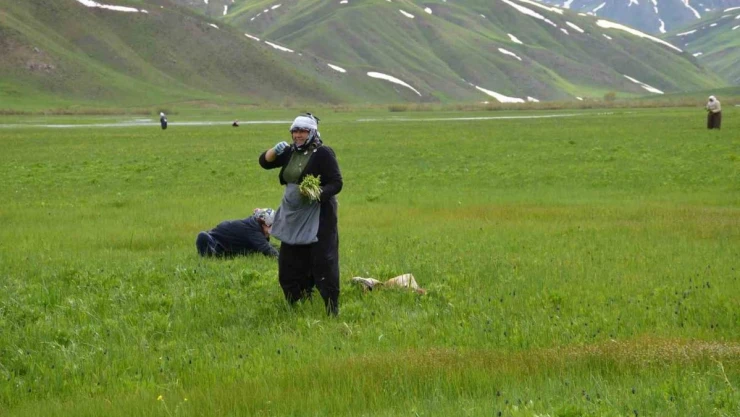 Şırnak'ta 'sirik' otu için 200 kilometre yol gidiyorlar