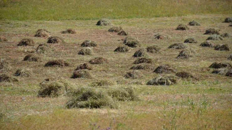 Şırnak'ta yaylaya çıkan vatandaşın kış hazırlığı başladı