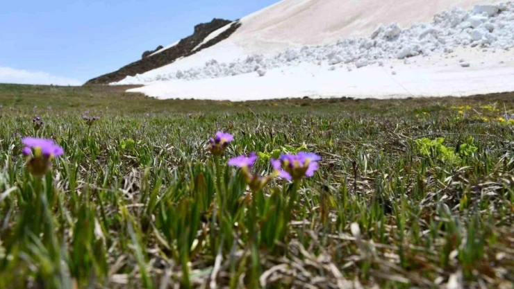 Şırnak'ta yılın son kardelenleri çiçek açtı