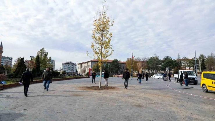Sivas'ın sembolü olan tek ağaç kurumuştu, yerine yenisi dikildi