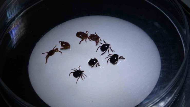 Sivas'ta 8 kişiye KKKA tanısı konuldu, 1 kişi hayatını kaybetti