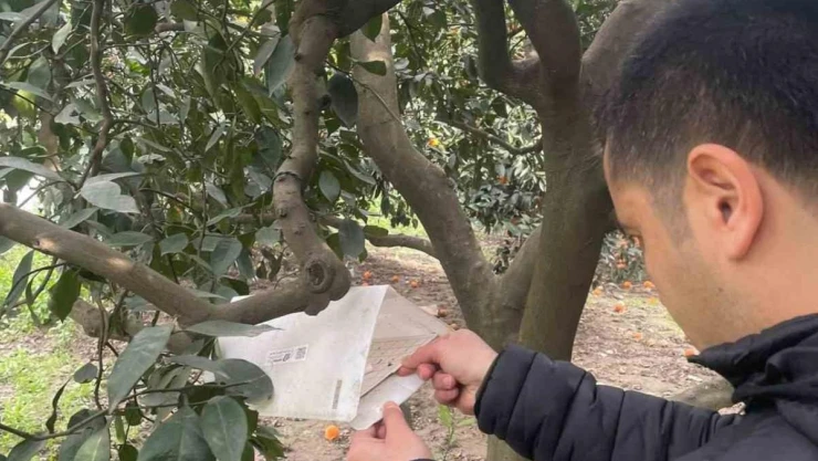 Söke'de zararlı sinek tuzakları kontrol edildi