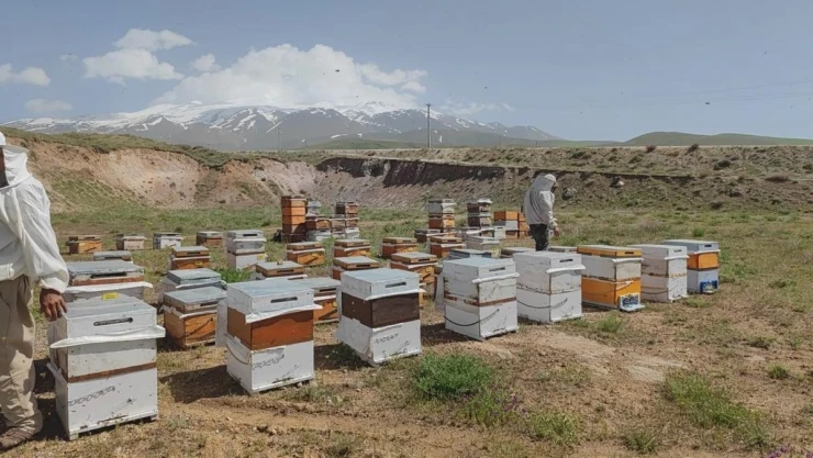 Süphan Dağı'nın eteklerinde üretim yapan arıcılar bu yıl yüksek rekolte bekliyor