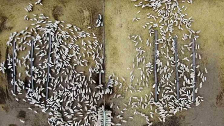 Süt kuzuları günde 2 defa anneleriyle buluşturuluyor