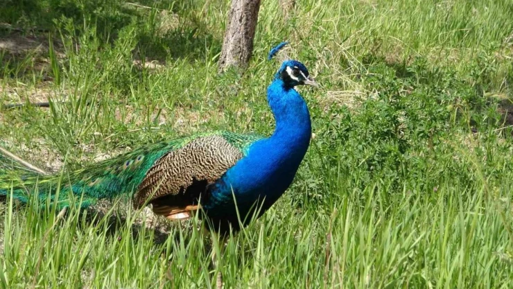 Tavus kuşları Van YYÜ'nün kalıcı misafirleri oldu