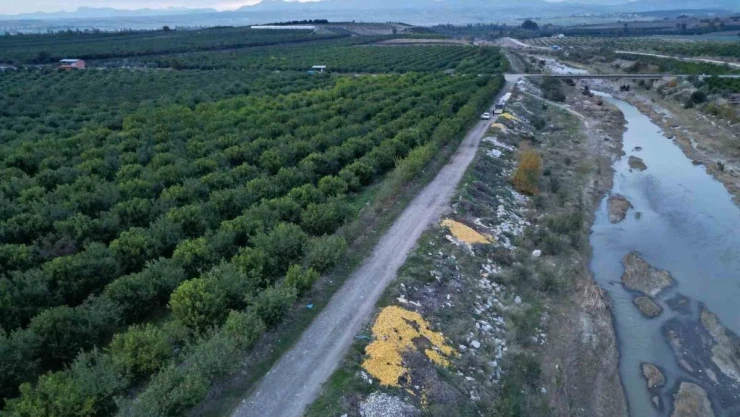 Tonlarca limon dere yatağına döküldü
