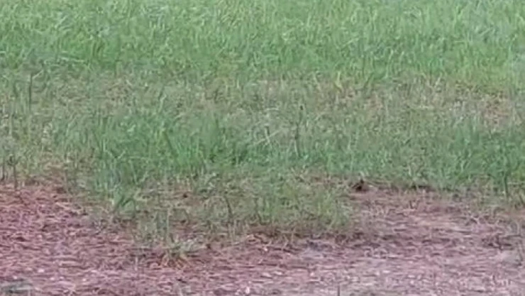 Top cambazı karganın hareketleri şaşırttı