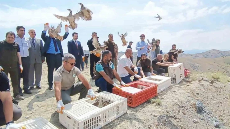 Tunceli'de doğaya 600 keklik salındı