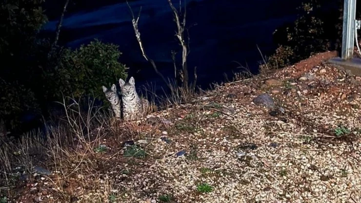 Tunceli'de kırmızı listede yer alan anne ve yavru vaşak görüntülendi
