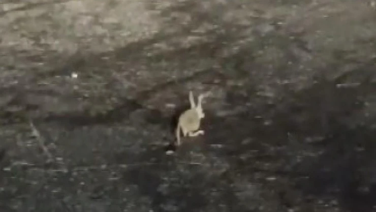 Tunceli'de kırmızı listedeki Arap tavşanı görüntülendi