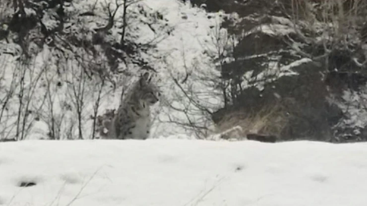 Tunceli'de kırmızı listedeki vaşak görüntülendi