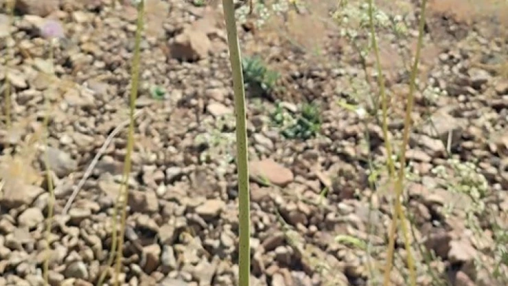 Tunceli'nin tescilli dağ sarımsağı yok olma tehditi altında