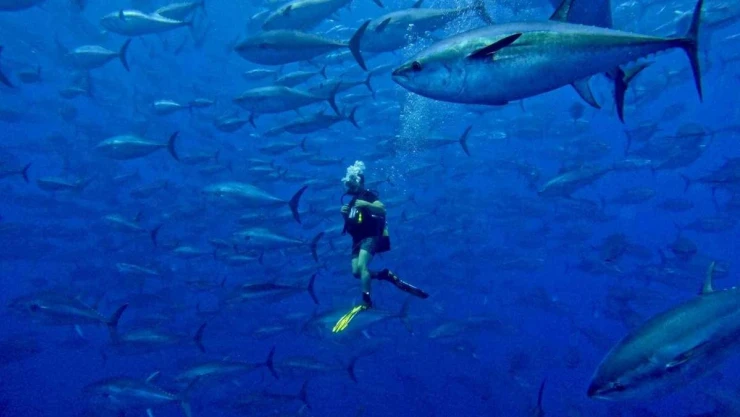 Türkiye'nin Orkinos avcılığı kotası yüzde 3.15'ten 6.5'in üzerine çıktı