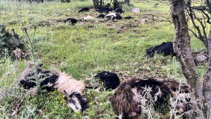 Uludere'de yıldırım düştü, 5 keçi telef oldu