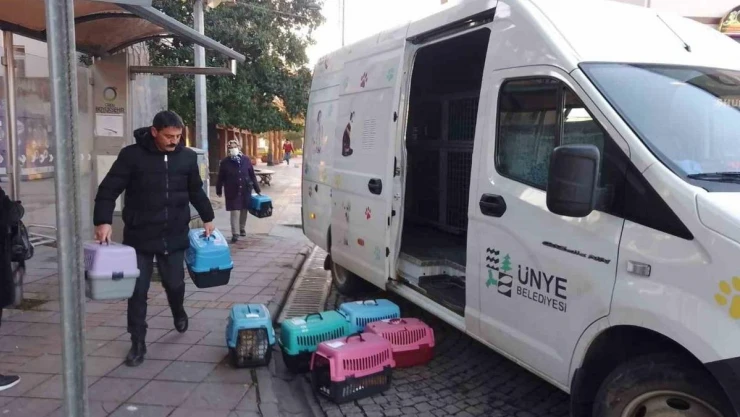 Ünye'de sokak kedilerine kısırlaştırma desteği