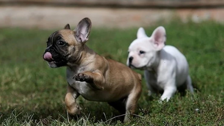 Uşak'ta ev ve süs hayvanları yetiştiriciliği eğitimleri başlıyor