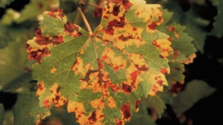 Üzüm üreticilerine 'Bağ Mildiyösü' hastalığı uyarısı