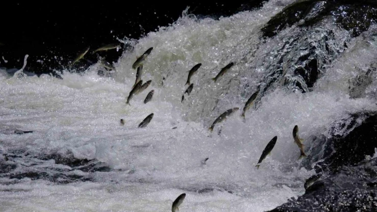 Van'da '11. Uluslararası İnci Kefali Göçü Kültür ve Sanat Festivali' başladı